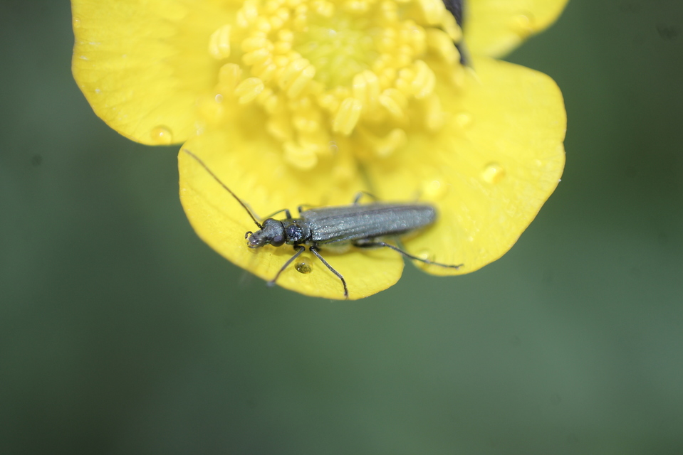 Oedemera