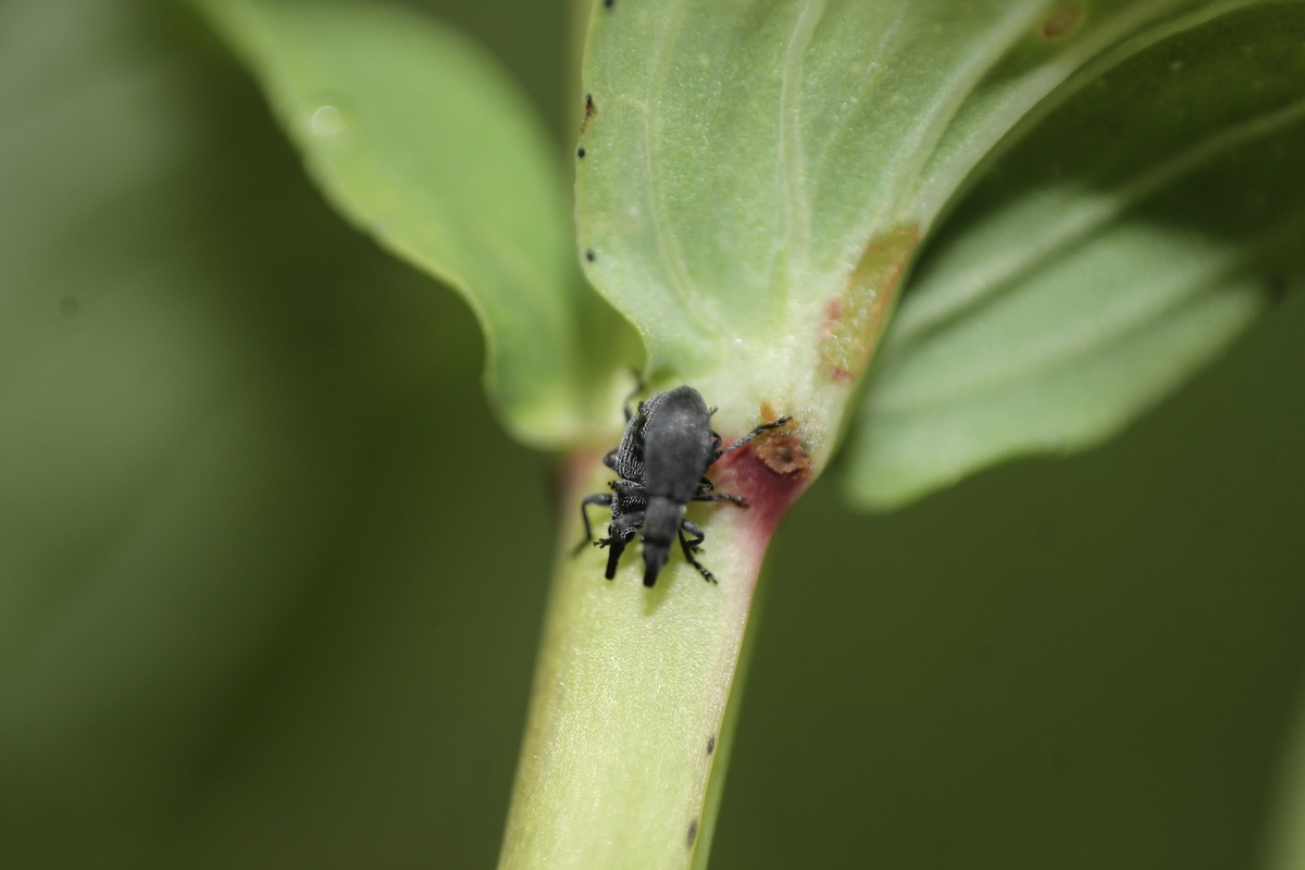 Pseudoperapion brevirostre - fényesorrú cickányormányos