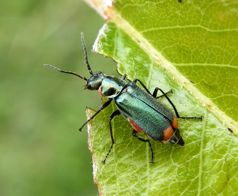 Malachius bipustulatus - kétfoltos bibircsesbogár
