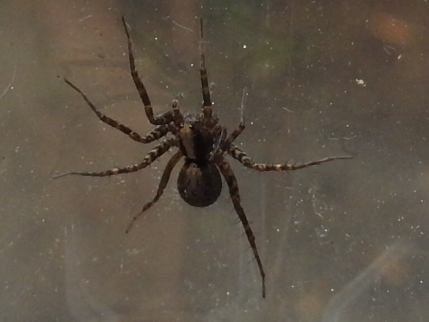 Pardosa