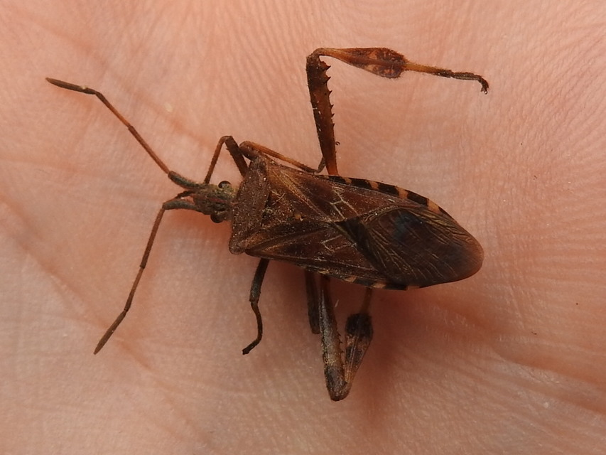 Leptoglossus occidentalis - nyugati levéllábú poloska Leptoglossus occidentalis - nyugati levéllábú poloska