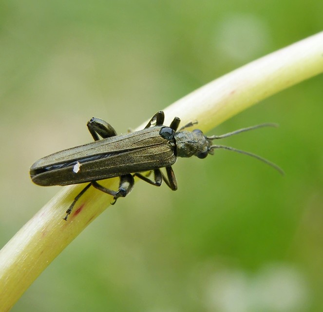 Oedemera virescens - zöldes álcincér