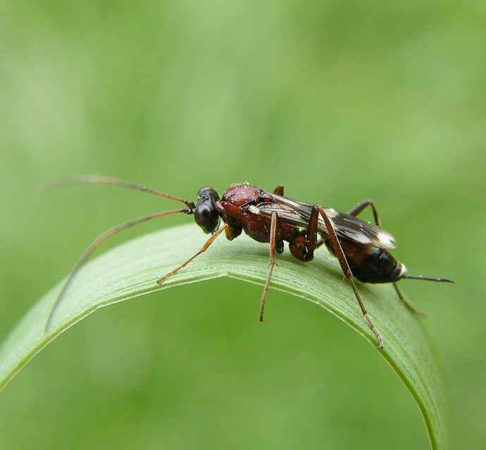 Cryptinae