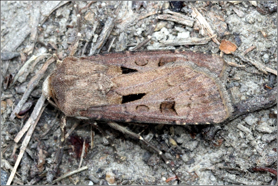 Agrotis exclamationis - felkiáltójeles földibagoly