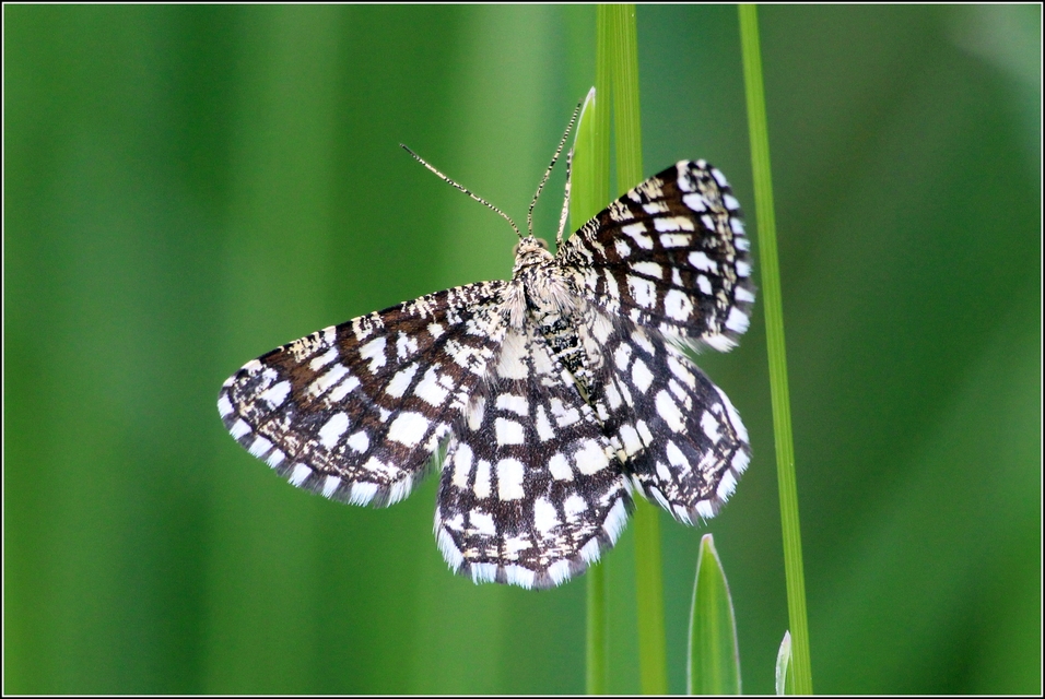 Chiasmia clathrata - rácsos rétiaraszoló