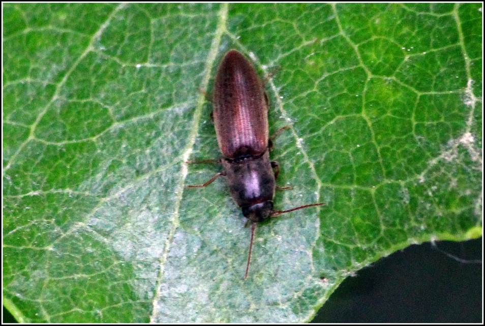 Agriotes