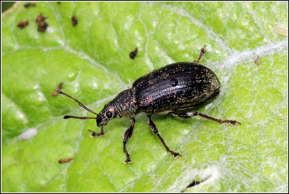 Phyllobius pyri - gyümölcsfa-levélormányos