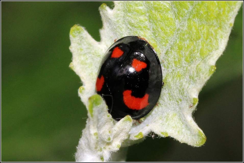 Exochomus quadripustulatus - négyfoltos szerecsenkata