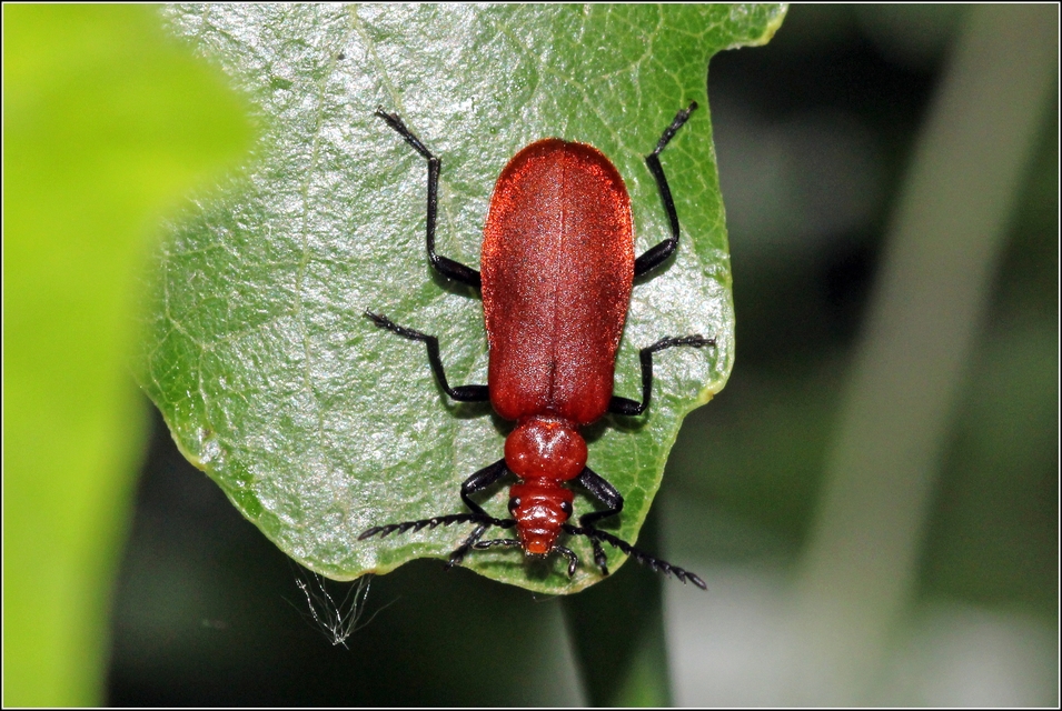 Pyrochroa serraticornis - közép-bíborbogár