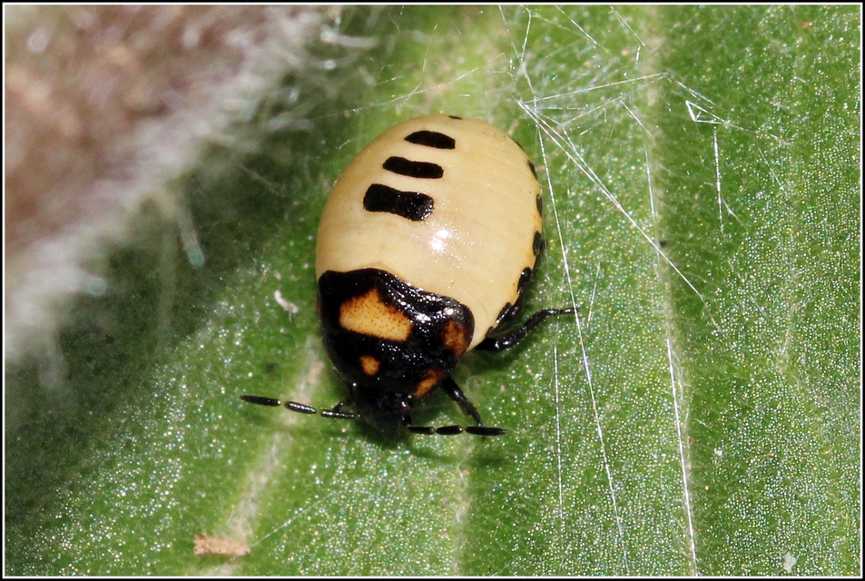 Tritomegas