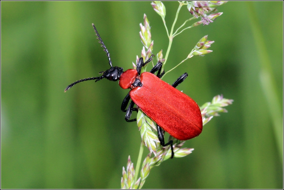 Pyrochroa coccinea - nagy bíborbogár