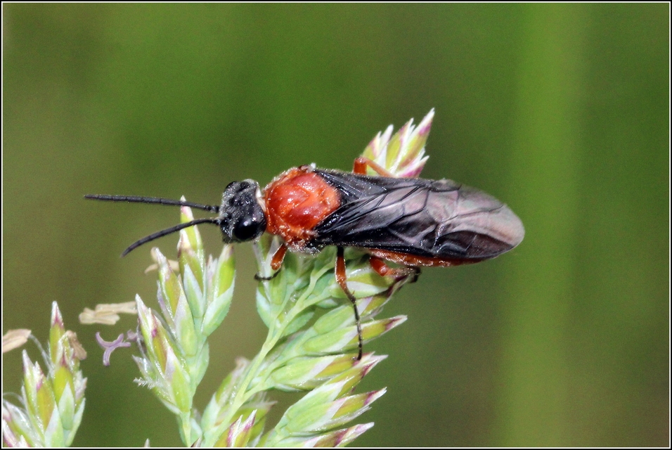 Tenthredinidae - valódi levéldarazsak