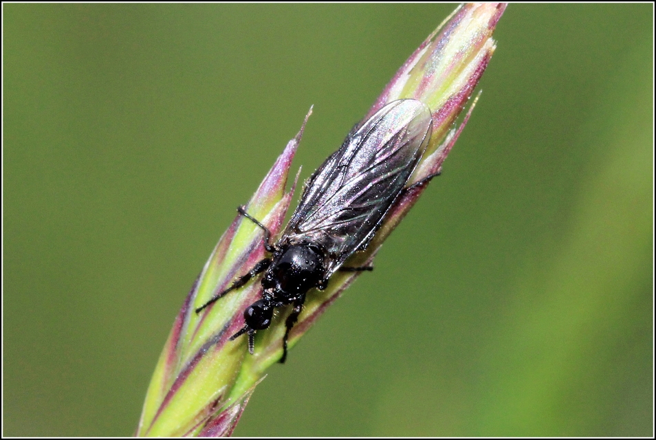 Bibionidae - bársonylegyek
