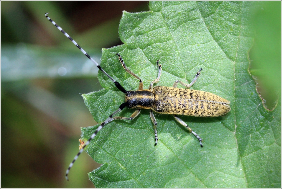 Agapanthia villosoviridescens - fehérgyűrűs bogáncscincér