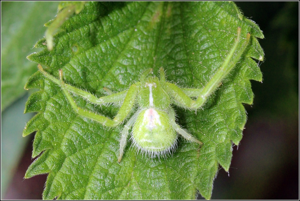 Heriaeus graminicola - réti borzaskarolópók