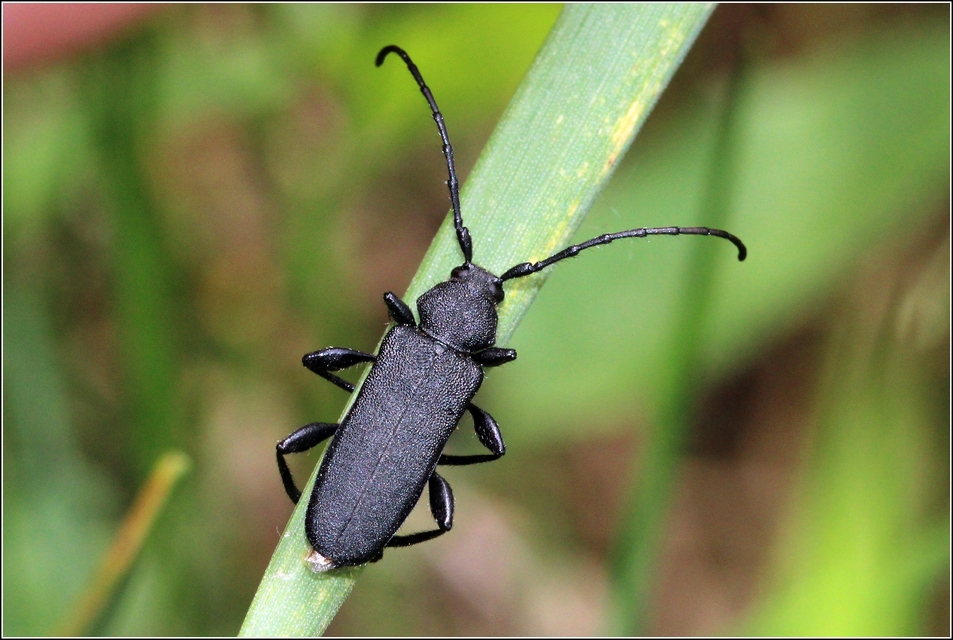 Ropalopus macropus - kis facincér Ropalopus macropus - kis facincér