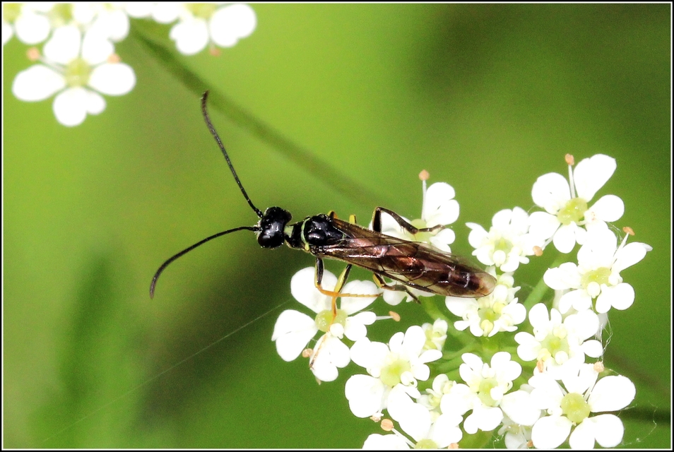 Cephidae - szalmadarazsak