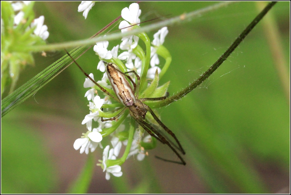 Tetragnatha