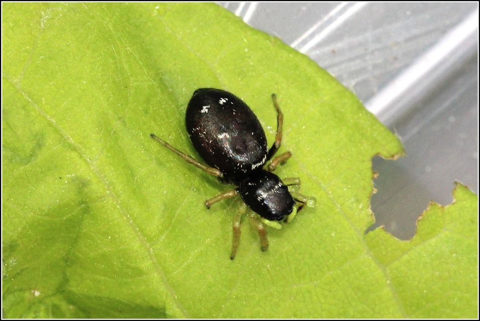 Heliophanus