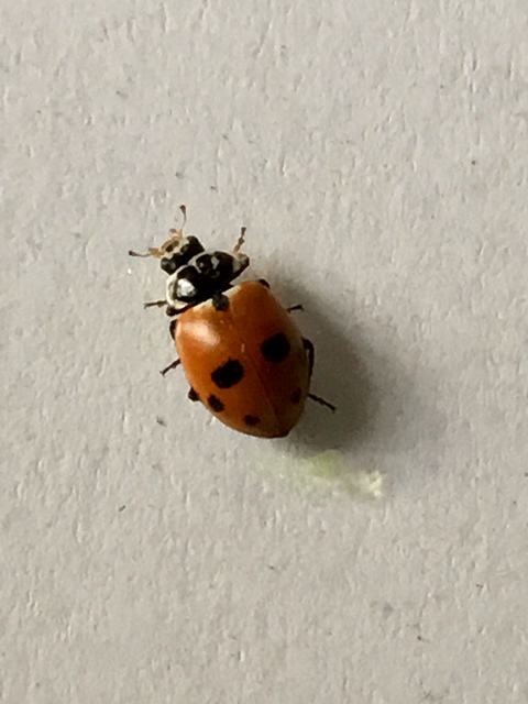 Hippodamia variegata - tizenhárompettyes katica