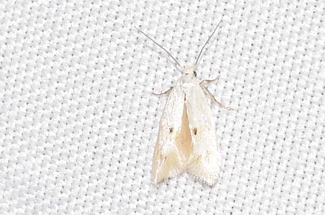 Elachista maculicerusella - lápi fűaknázómoly