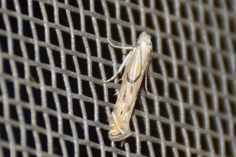 Isophrictis