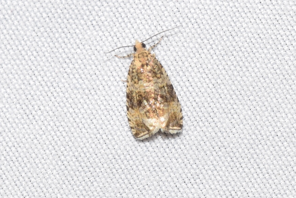 Celypha flavipalpana - öthorgú tükrösmoly