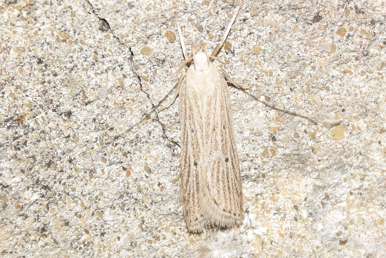 Helcystogramma lineolella - barnacsíkos lápimoly