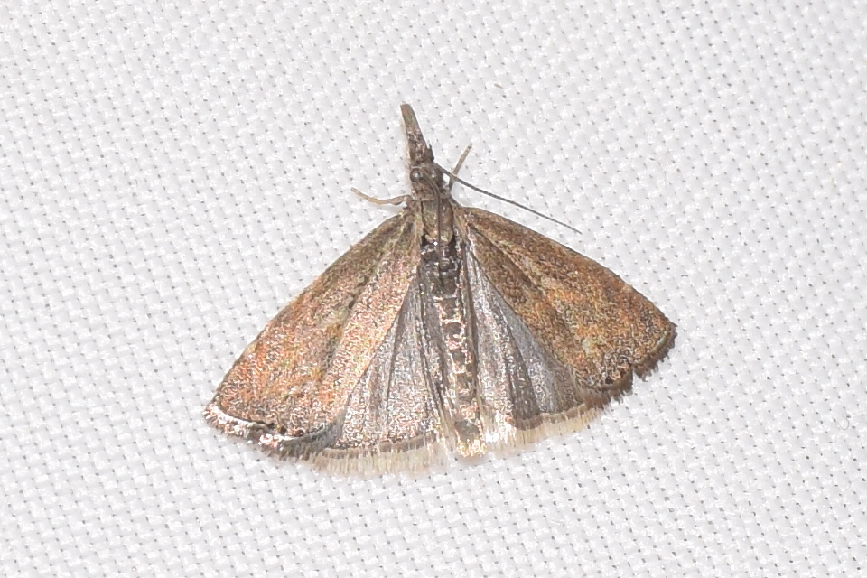 Platytes cerussella - törpe fűgyökérmoly