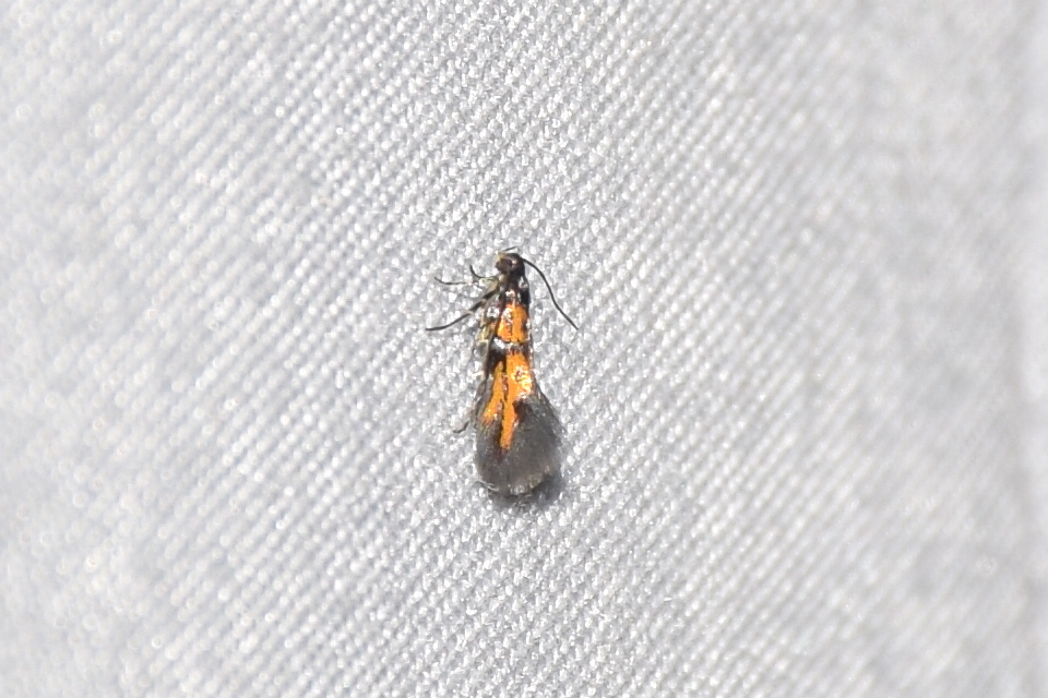 Chrysoesthia drurella - labodarágó sarlósmoly