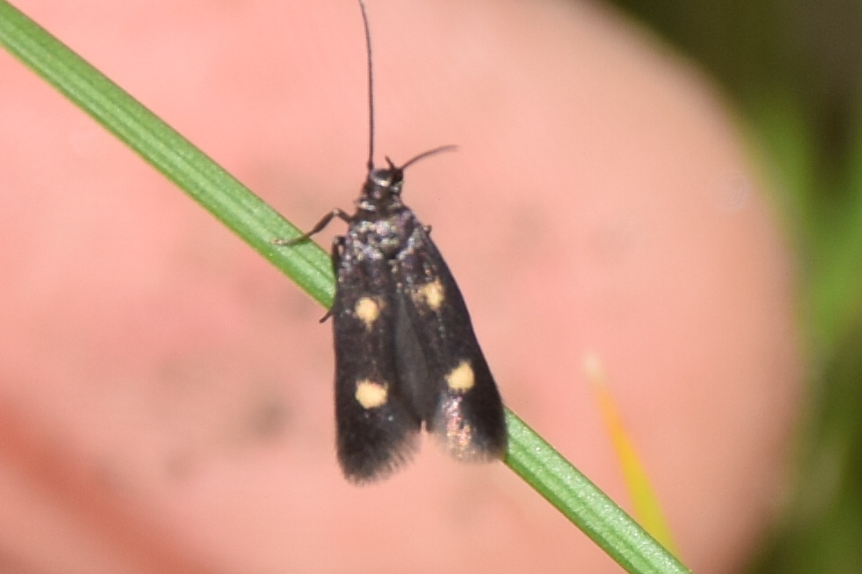 Parascythris muelleri - kétpettyes zöldmoly