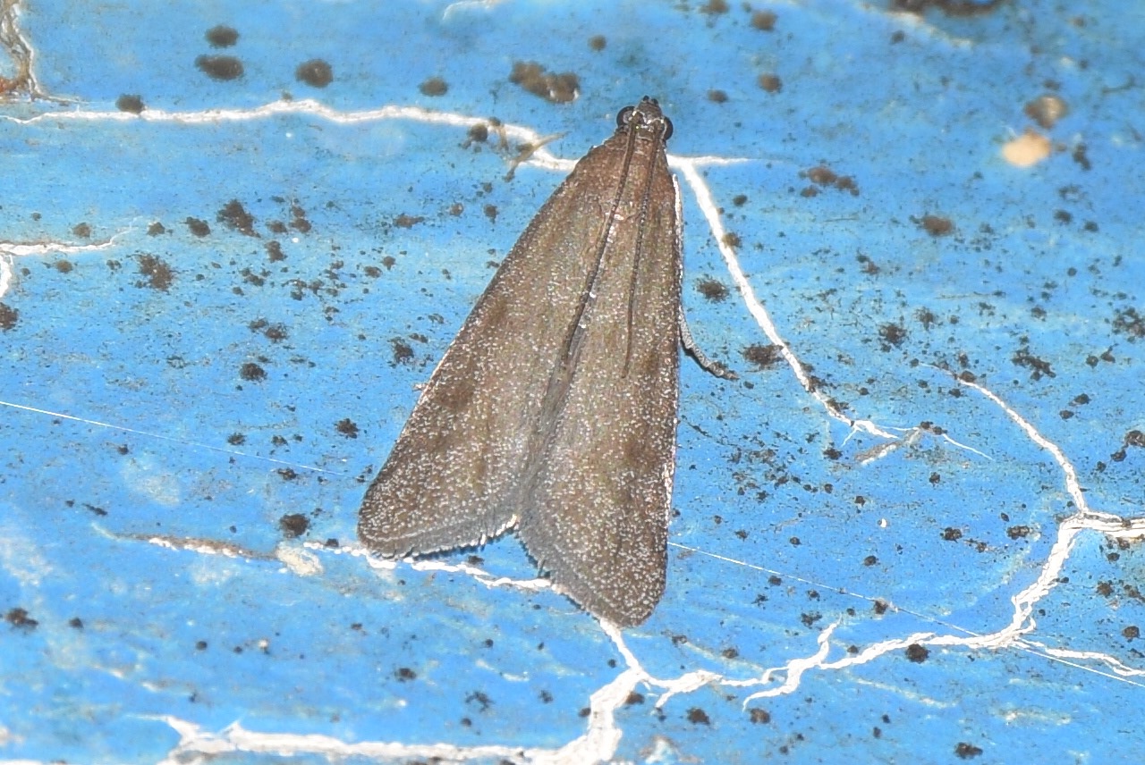 Episcythrastis tetricella - tavaszi karcsúmoly