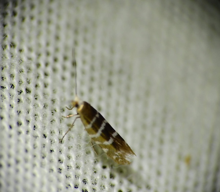 Argyresthia trifasciata - háromsávos boróka-ezüstmoly