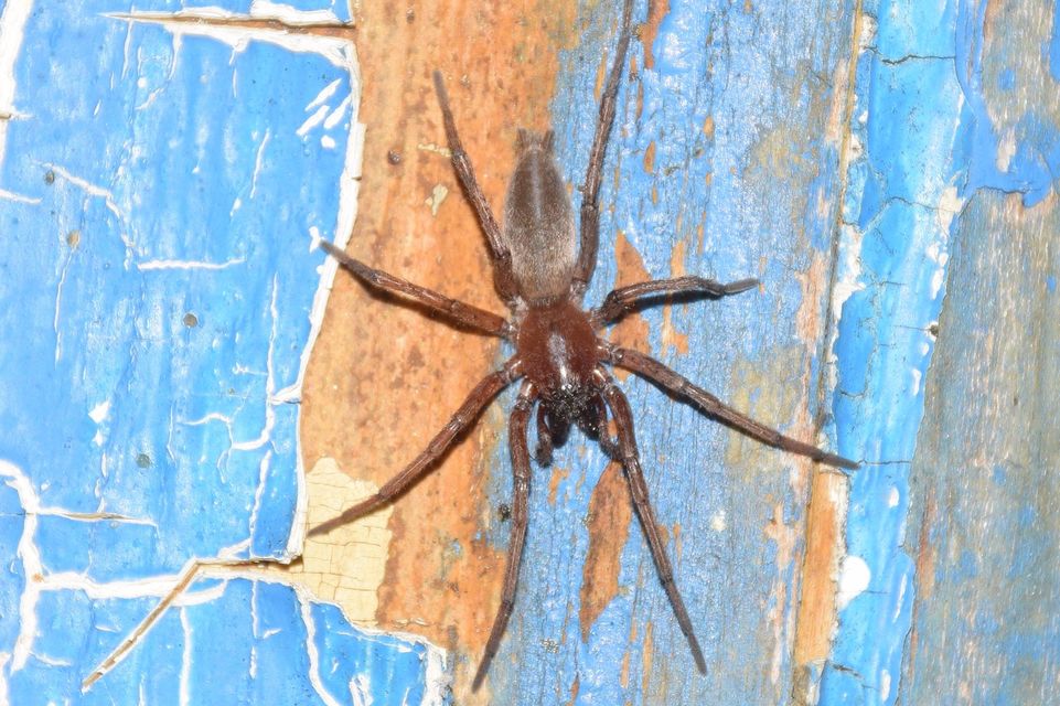 Drassodes lapidosus - barna kövipók