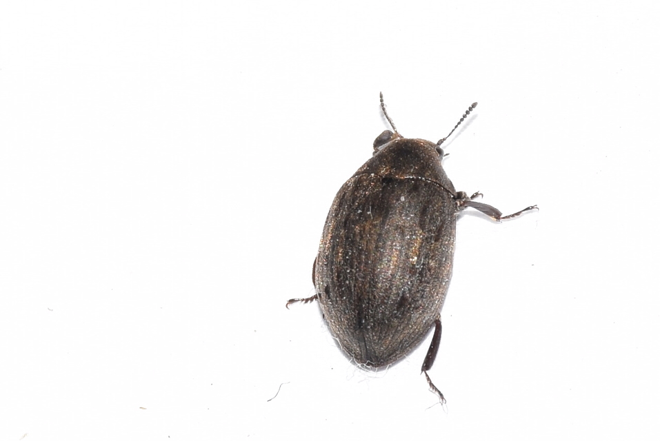 Byrrhus pilula - közönséges labdacsbogár