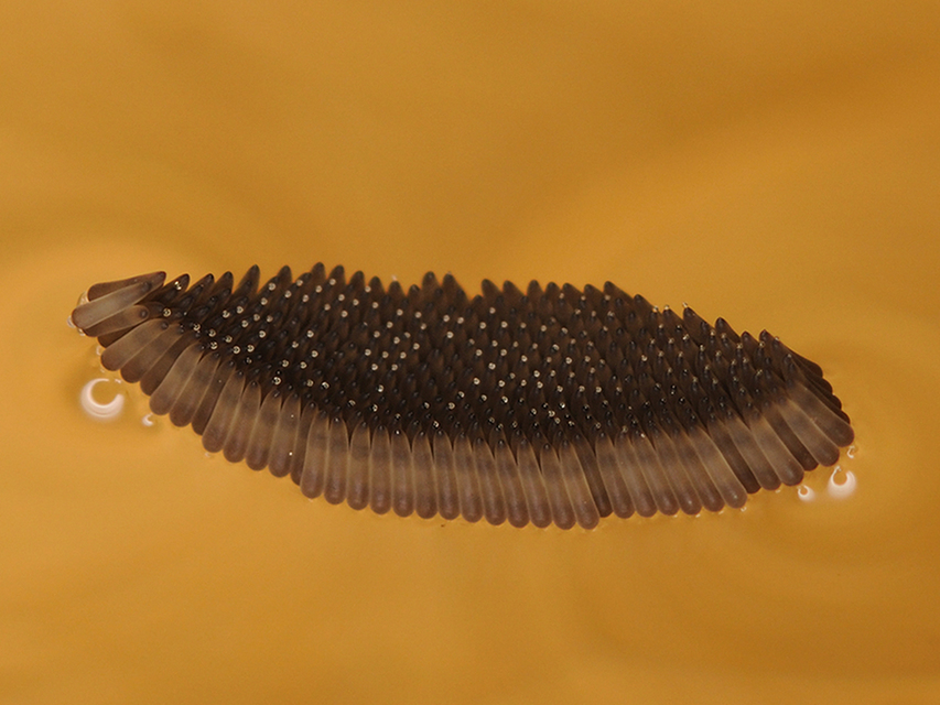 Culicidae - csípőszúnyogok