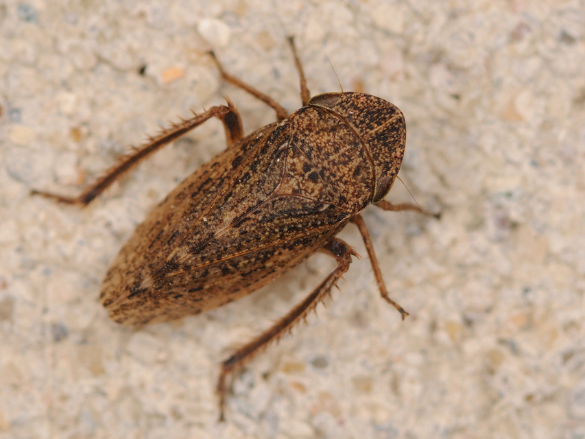 Aphrodinae
