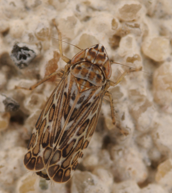 Deltocephalinae