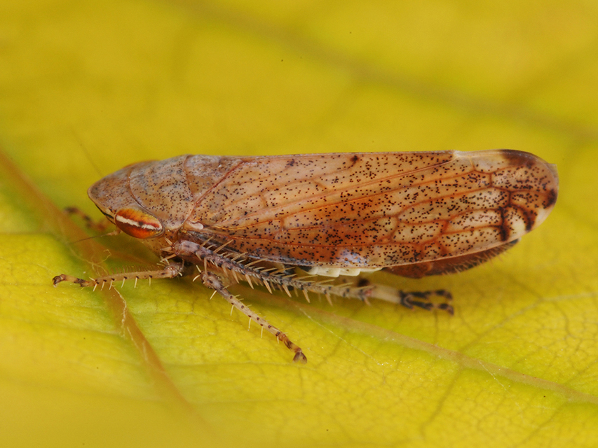 Fieberiella