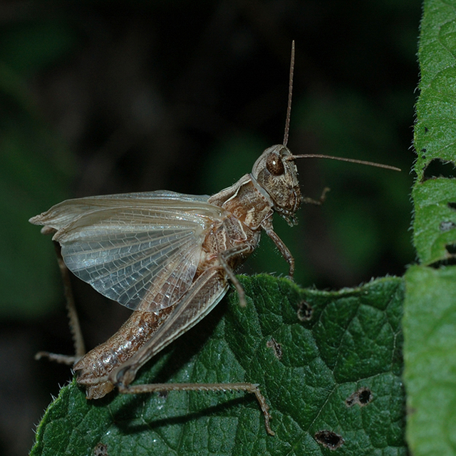 Chorthippus (Glyptobothrus) (subgenus)