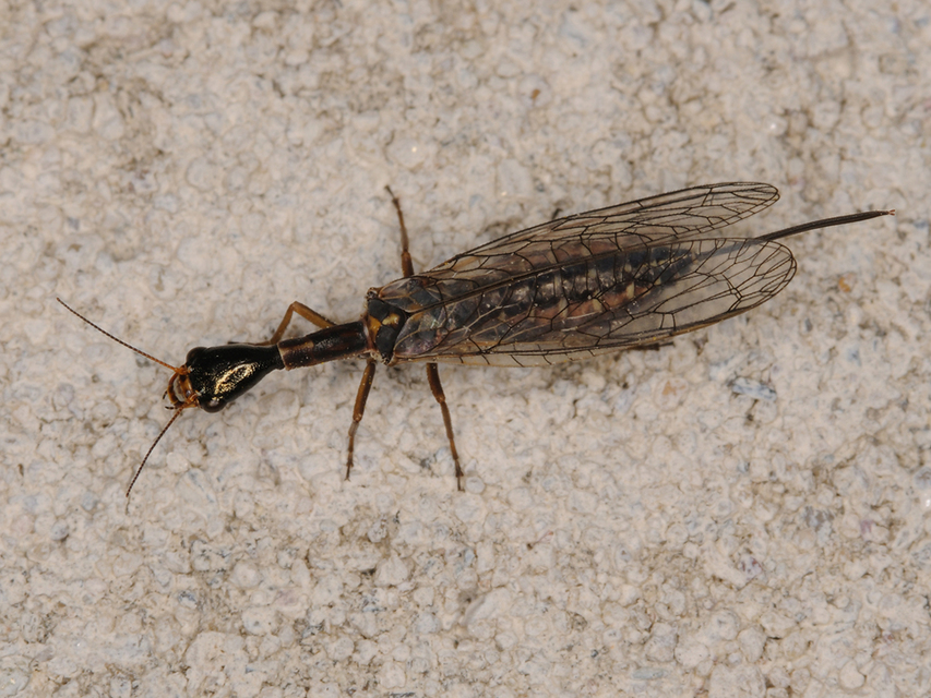 Raphidioptera - Tevenyakú-fátyolkák