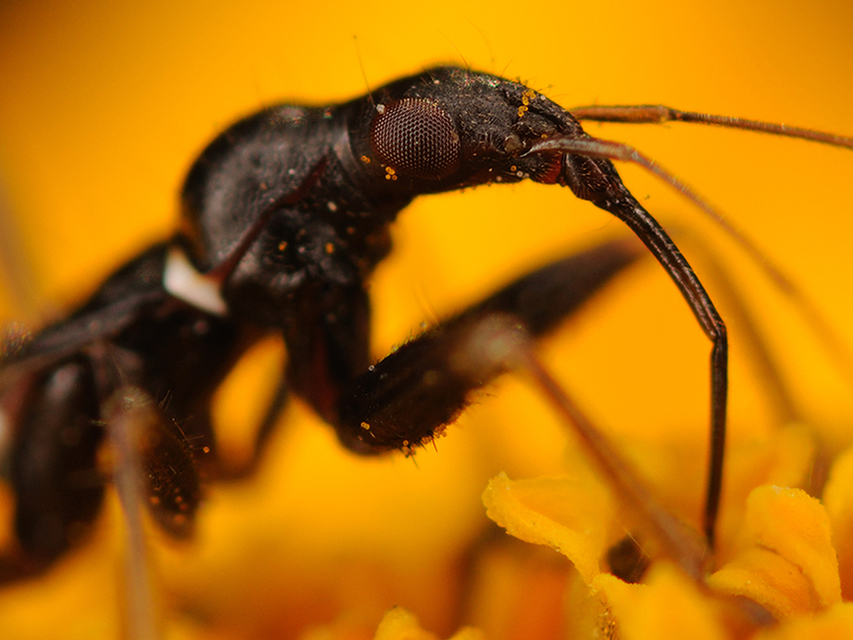 Himacerus mirmicoides - csalán-tolvajpoloska