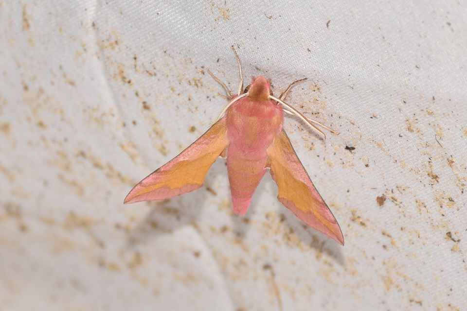 Deilephila porcellus - piros szender