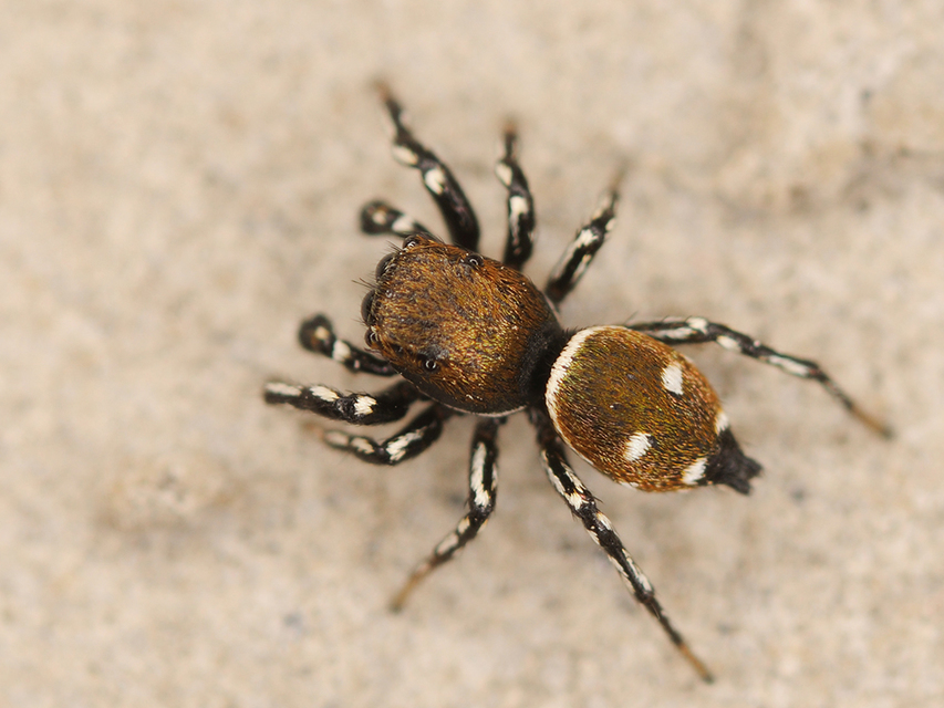 Heliophanus kochii - négypettyes ugrópók