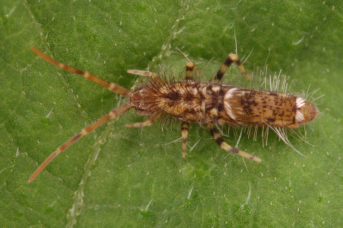 Entomobrya dorsalis