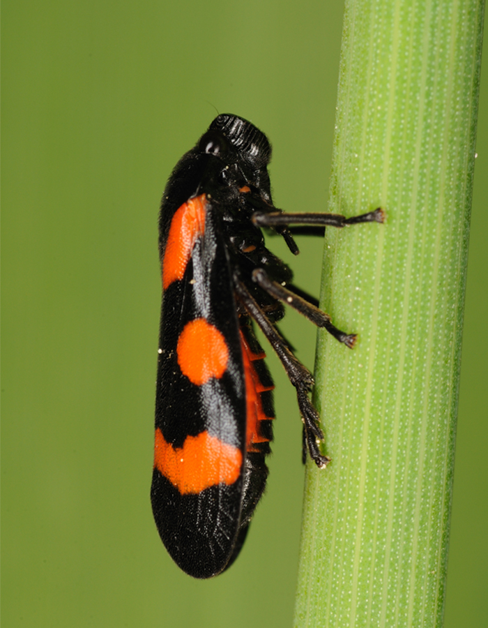 Cercopis arcuata
