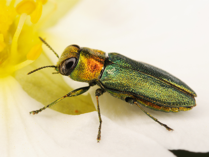 Anthaxia signaticollis - keleti virágdíszbogár