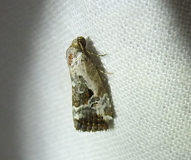 Hapalotis venustula - rózsaszínű mázasbagoly