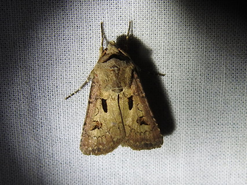 Agrotis exclamationis - felkiáltójeles földibagoly