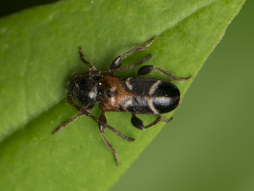 Phymatodes alni - apró háncscincér Phymatodes alni - apró háncscincér